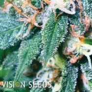 Vision Seeds Super Skunk